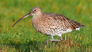 Have you seen the Curlew in Leitrim recently?
