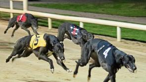 This week's greyhound results from Dundalk Stadium 