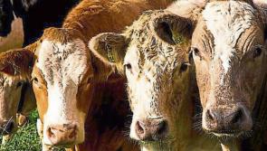 Longford Leader Farming: 2022 Basic Payment Scheme opens for applications