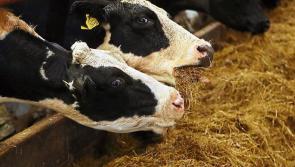 Farmers cannot be left in limbo on inputs Crisis says IFA