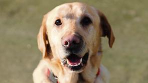 Kildare County Council unsure of who should take responsibility over dog litter box