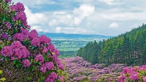 Tipperary walking festival group to host its AGM 