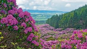 Tipperary's Rhododendron Walking Festival is back!!!
