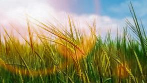 WEATHER: 'Dry day with sunny spells' Daily weather forecast for County Carlow