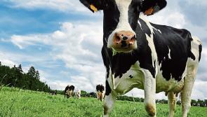 Calls for more ‘social farmers’ in Louth