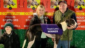 Derry Greyhounds: Bleach’s powerful action cleans up in Derby semi-final