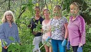Bennettsbridge volunteers play their part in removing invasive plant species in Kilkenny