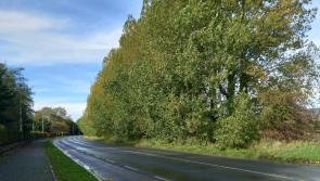 KILDARE: Row erupts over 140 trees facing the chop for cycle lane plan