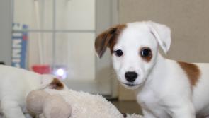 In Pictures: Pets available for rehoming following Limerick Animal Welfare's busiest ever year
