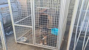 Gardai investigate suspected illegal dog breeding operation in Limerick