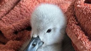 "We are thrilled": Opening date for new wildlife rescue rehabilitation centre for Kildare revealed