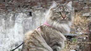 MISSING: Have you seen Lilo? - Kilkenny Live