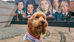 Derry pup hopes to bring home 'Nose of Tralee' title to County Derry