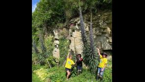 Grant funding for South Kilkenny  Bio diversity garden  