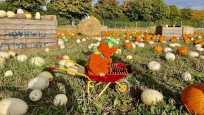 Hughes Farming Pumpkin Festival returns to Kilkenny this weekend - book your tickets!