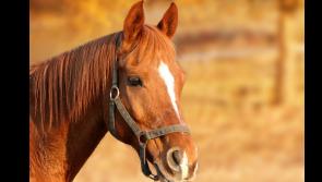 An accident waiting to happen, says Tipperary TD, as motorist collides with loose horse