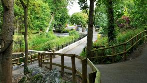 Onwards and upwards for Cahir Tidy Towns in 2023 after two national awards this year