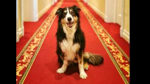 Returning home to the vets, walks and the call of Muckish  