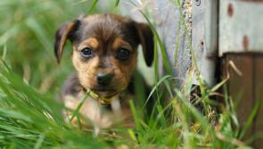 Dogs Trust Ireland welcomes decreasing numbers entering Irish dog pounds but still seeks foster homes
