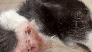 Louth councillor calls for anti-bark shock collars awareness campaign