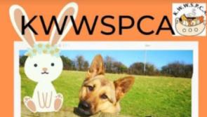 KWWSPCA Easter Egg Hunt and dog walk at Punchestown, Kildare, later this week