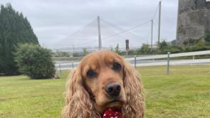 Revealed - The cute Kilkenny finalist in Nose of Tralee 2022