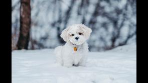Wanted - pet-friendly accommodation in Tipperary's largest town