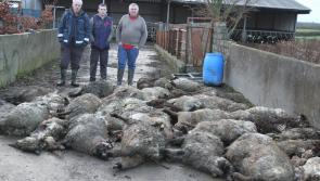 Savage sheep kill in Midlands 'like something out of a horror film'