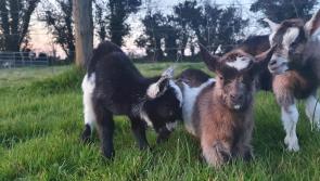 Family distraught following theft of newborn pygmy goats in Kilkenny