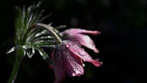 Sad passing of well-known and well-liked lady with strong Tipperary and Kilkenny connections