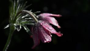 Double bereavement with days brings great sadness to south Tipperary community