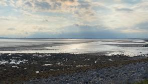 Cause established for bad smell from shore in north Louth 