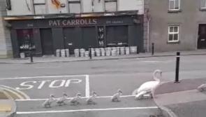 WATCH: Swan family spotted on early morning march through Kilkenny City!