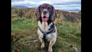 Hiker appealing for help to find dog lost in Cooley mountains