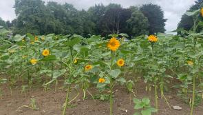 Louth authority plant sunflowers to make Ukrainians feel welcome in the county



