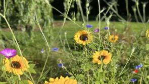 'I just wanted to give something back': Over €12,000 raised in inspiring flower fundraiser by Kildare woman