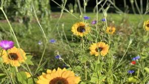 'I just wanted to give something back': Over €12,000 raised in inspiring flower fundraiser by Kildare woman