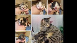 First Mum cat and new-born kittens of 2023 arrive at AIN