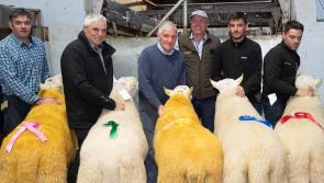 Gallery Special: Donegal Cheviot Show and Sale winners from Ballybofey and Stranorlar Mart