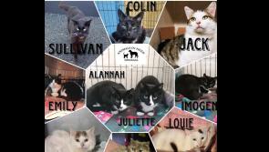 Homes Sought by young cats at Animals In Need