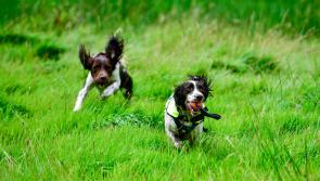 Irish Kennel Club Canine Good Citizen test comes to Dundalk this weekend