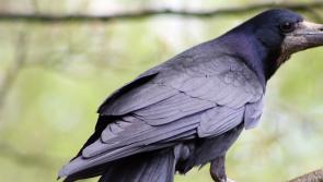 Kilkenny TD commends NPWS after two men receive criminal convictions for killing protected birds