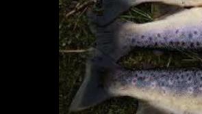 Ballina flooding leaves fish on lawns and buckled electric gates in lakeside town