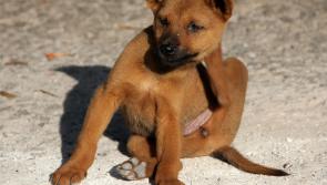 County Kildare accounted for fifth highest level of flea callouts in 2021