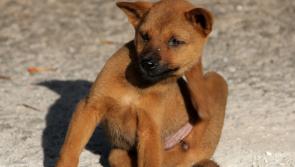 County Kildare accounted for fifth highest level of flea callouts in 2021