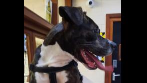 Louth County Council leading the way in dog control