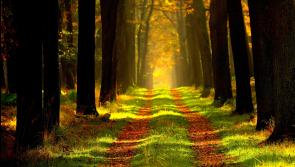 Yes you CAN! A Tidy Towns group in Tipperary has helped to plant 700 trees!