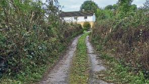 Hedge at centre of Limerick farmer dispute cut in mysterious circumstances