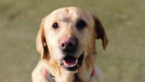 Kildare's Companion Pet Cremation service offers respectable send-offs for beloved pets