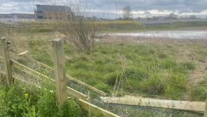 Mayor calls for investigation following sightings of dead horse in Kilkenny